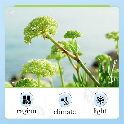 BIOAQUA Sea Fennel Hyaluronic Acid Facial Cleanser Anti wrinkle Whitening Face Wash Cleanser 100g
